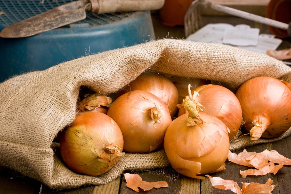 6 Best Shallot Substitutes in 2023 »