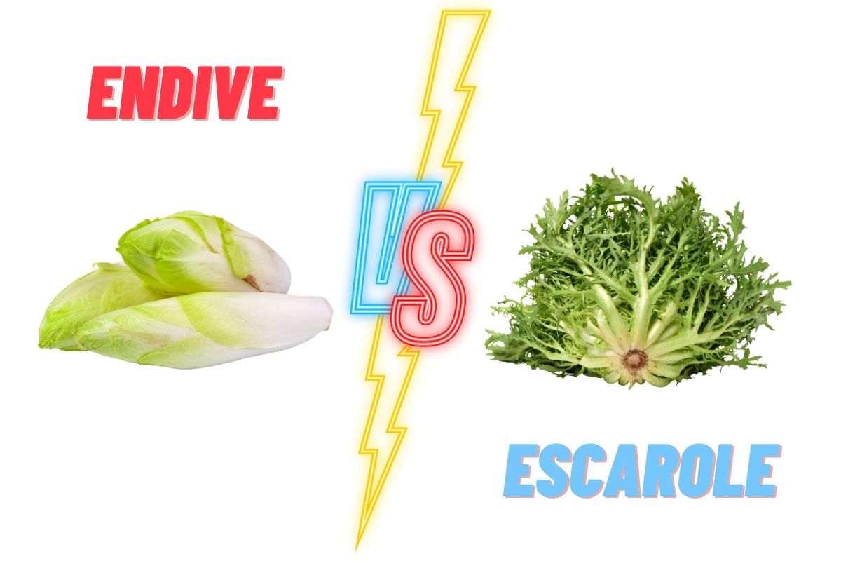 Endive VS Escarole