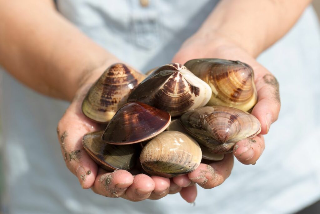 a man holding clams
