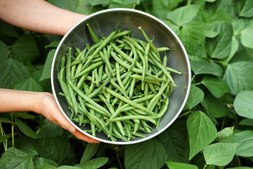 organic Green Beans